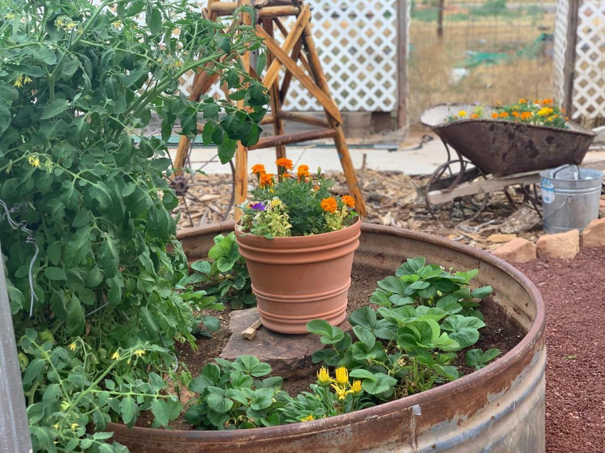 Zion'S Backyard Bed And Breakfast Colorado City Bagian luar foto